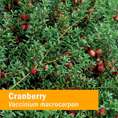 HERB PHARM - Herb Pharm Certified Organic Cranberry Liquid Extract for Urinary Tract Support 1 Fl.Oz. - The Red Vitamin MX - Suplementos Alimenticios - {{ shop.shopifyCountryName }}