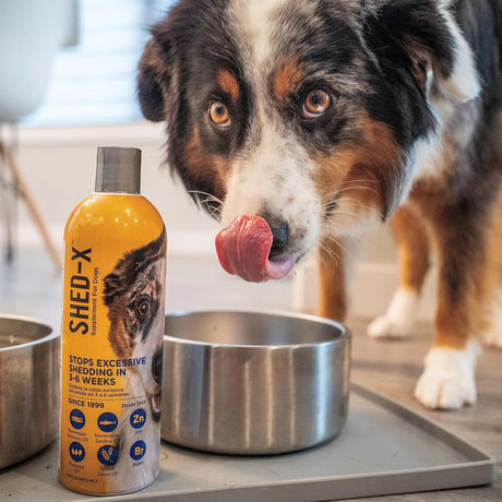 SYNERGYLABS - SynergyLabs Shed-X Liquid Dog Supplement Fish Oil for Dogs 16 Fl.Oz. - The Red Vitamin MX - Aceite De Pescado Para Perros - {{ shop.shopifyCountryName }}
