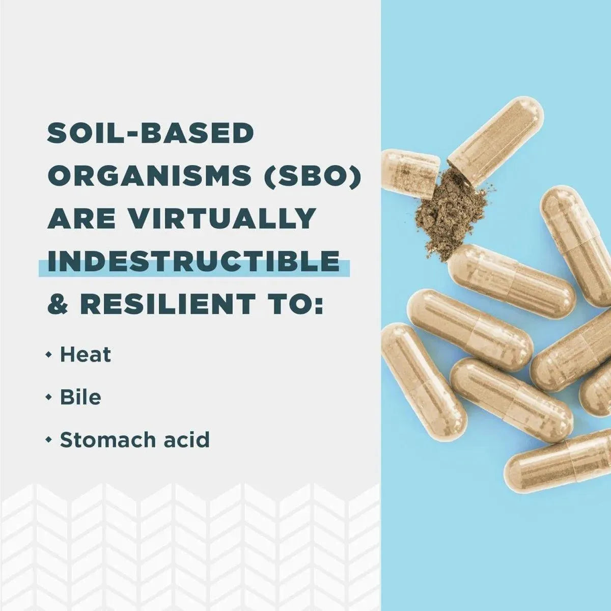 ANCIENT NUTRITION - Ancient Nutrition SBO Probiotics Gut Restore 60 Capsulas - The Red Vitamin MX - Suplementos Alimenticios - {{ shop.shopifyCountryName }}