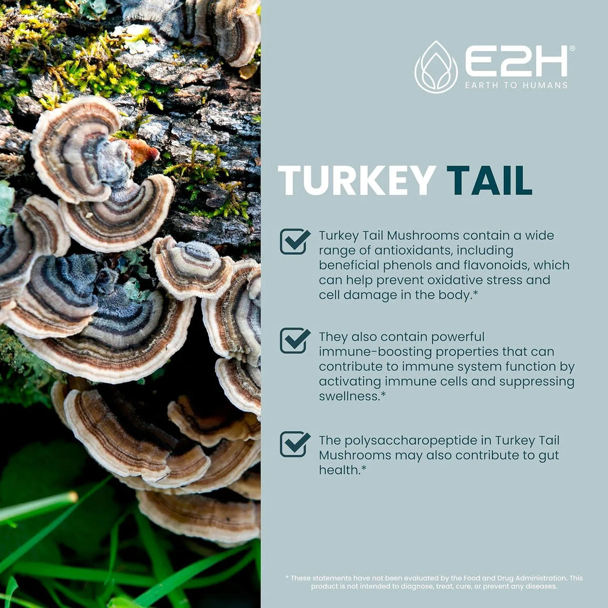 E2H - E2H EARTH TO HUMANS Turkey Tail Mushroom Extract 2 Fl.Oz. 2 Pack - The Red Vitamin MX - Suplementos Alimenticios - {{ shop.shopifyCountryName }}