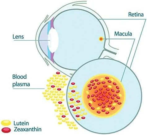 EYEPROMISE - EyePromise Zeaxanthin + Lutein 60 Capsulas Blandas - The Red Vitamin MX - Suplementos Alimenticios - {{ shop.shopifyCountryName }}