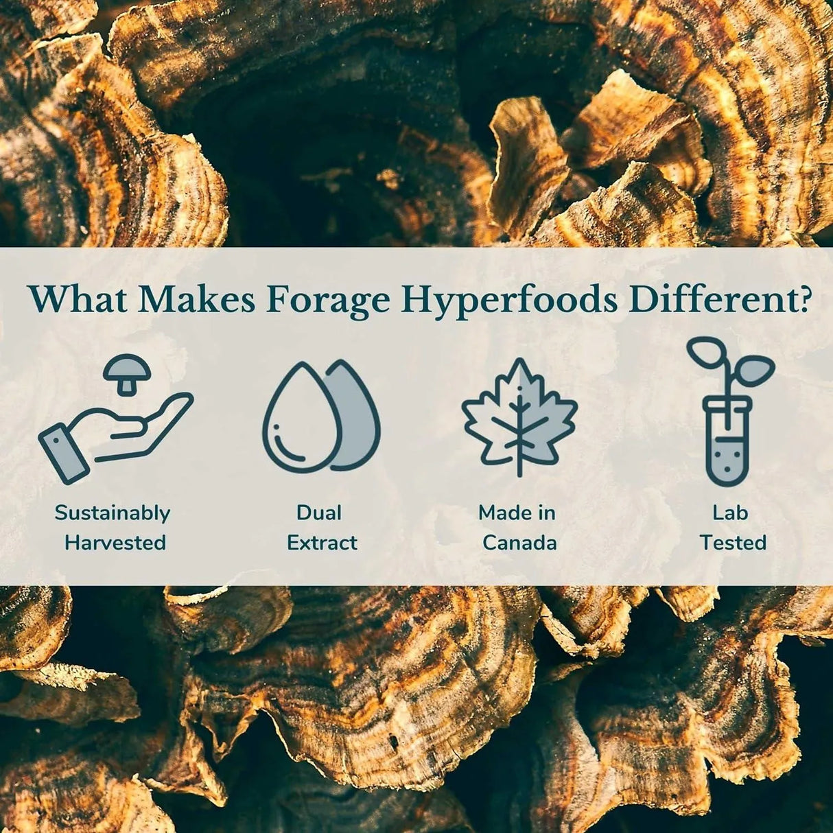 FORAGE HYPERFOODS - Forage Hyperfoods Canadian Wild Turkey Tail Mushroom Superfood Liquid 118Ml. - The Red Vitamin MX - Suplementos Alimenticios - {{ shop.shopifyCountryName }}