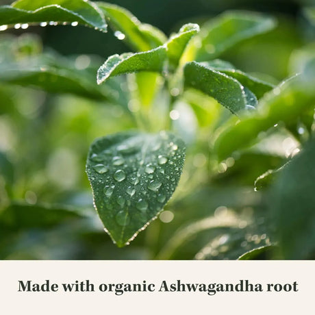 GAIA HERBS - Gaia Herbs Ashwagandha Root 120 Capsulas - The Red Vitamin MX - Suplementos Alimenticios - {{ shop.shopifyCountryName }}