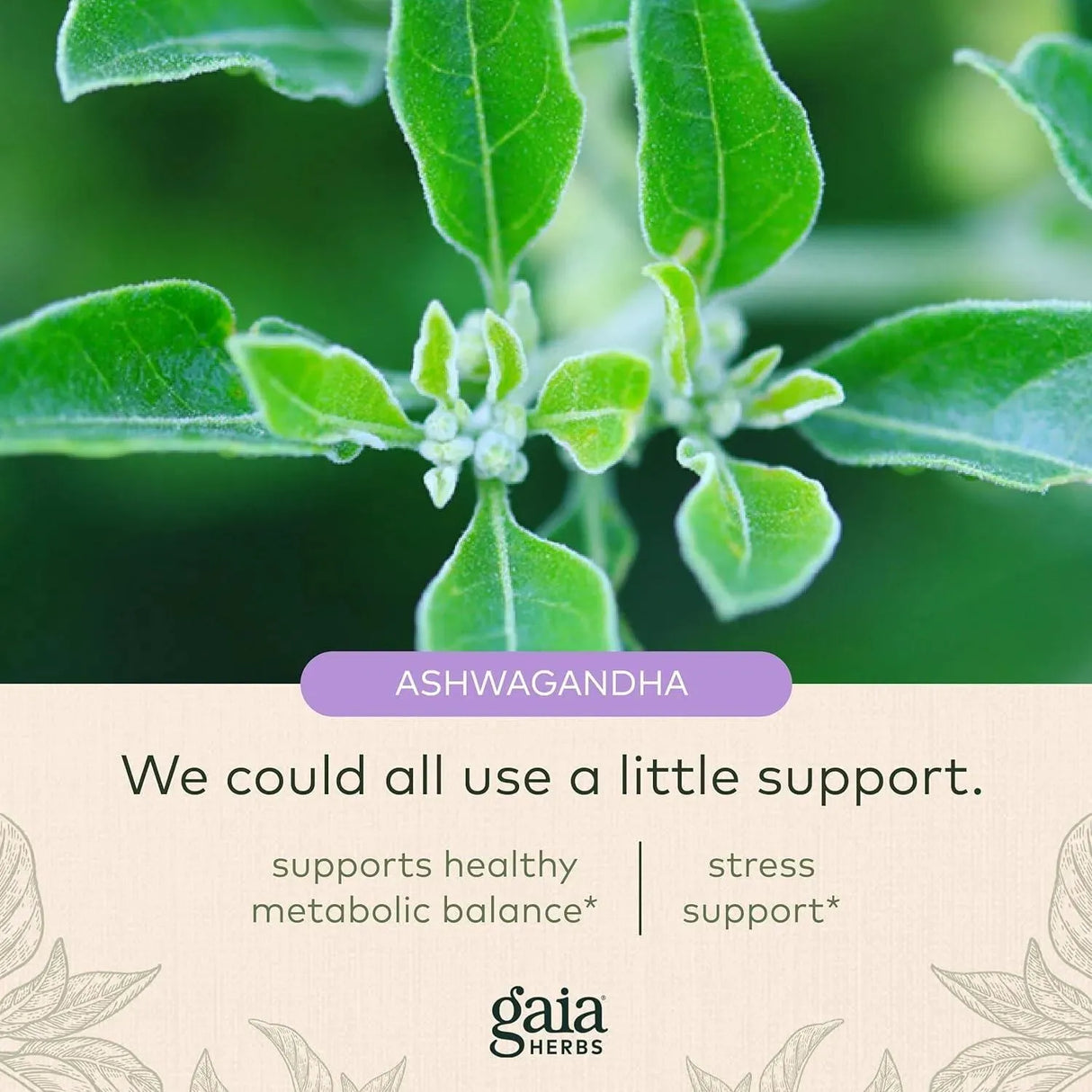 GAIA HERBS - Gaia Herbs Thyroid Support 120 Capsulas - The Red Vitamin MX - Suplementos Alimenticios - {{ shop.shopifyCountryName }}