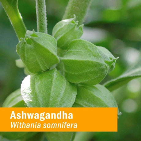 HERB PHARM - Herb Pharm Certified Organic Ashwagandha Extract - The Red Vitamin MX - Suplementos Alimenticios - {{ shop.shopifyCountryName }}