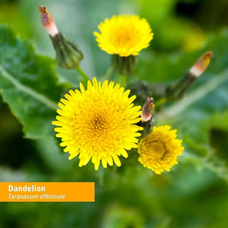 HERB PHARM - Herb Pharm Certified Organic Dandelion Liquid Extract 60Ml. - The Red Vitamin MX - Suplementos Alimenticios - {{ shop.shopifyCountryName }}
