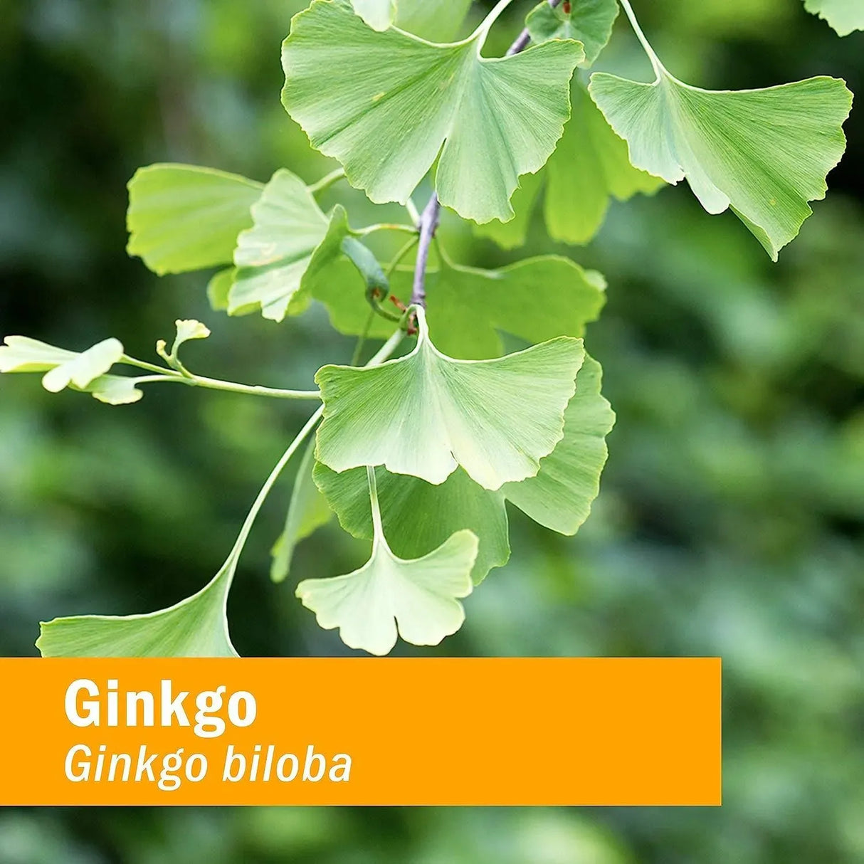 HERB PHARM - Herb Pharm Certified Organic Ginkgo Liquid Extract 30Ml. - The Red Vitamin MX - Suplementos Alimenticios - {{ shop.shopifyCountryName }}