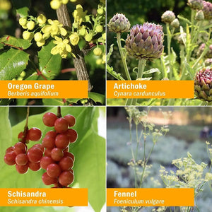 HERB PHARM - Herb Pharm Liver Health Liquid 120Ml. - The Red Vitamin MX - Suplementos Alimenticios - {{ shop.shopifyCountryName }}