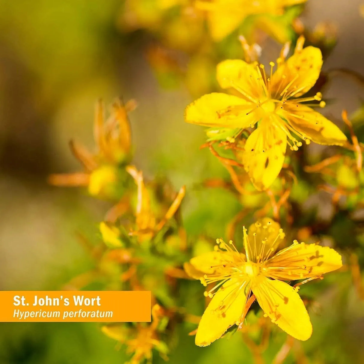 HERB PHARM - Herb Pharm St. John's Wort Liquid Extract 120Ml. - The Red Vitamin MX - Suplementos Alimenticios - {{ shop.shopifyCountryName }}