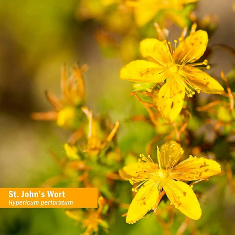 HERB PHARM - Herb Pharm St. John's Wort Liquid Extract 120Ml. - The Red Vitamin MX - Suplementos Alimenticios - {{ shop.shopifyCountryName }}