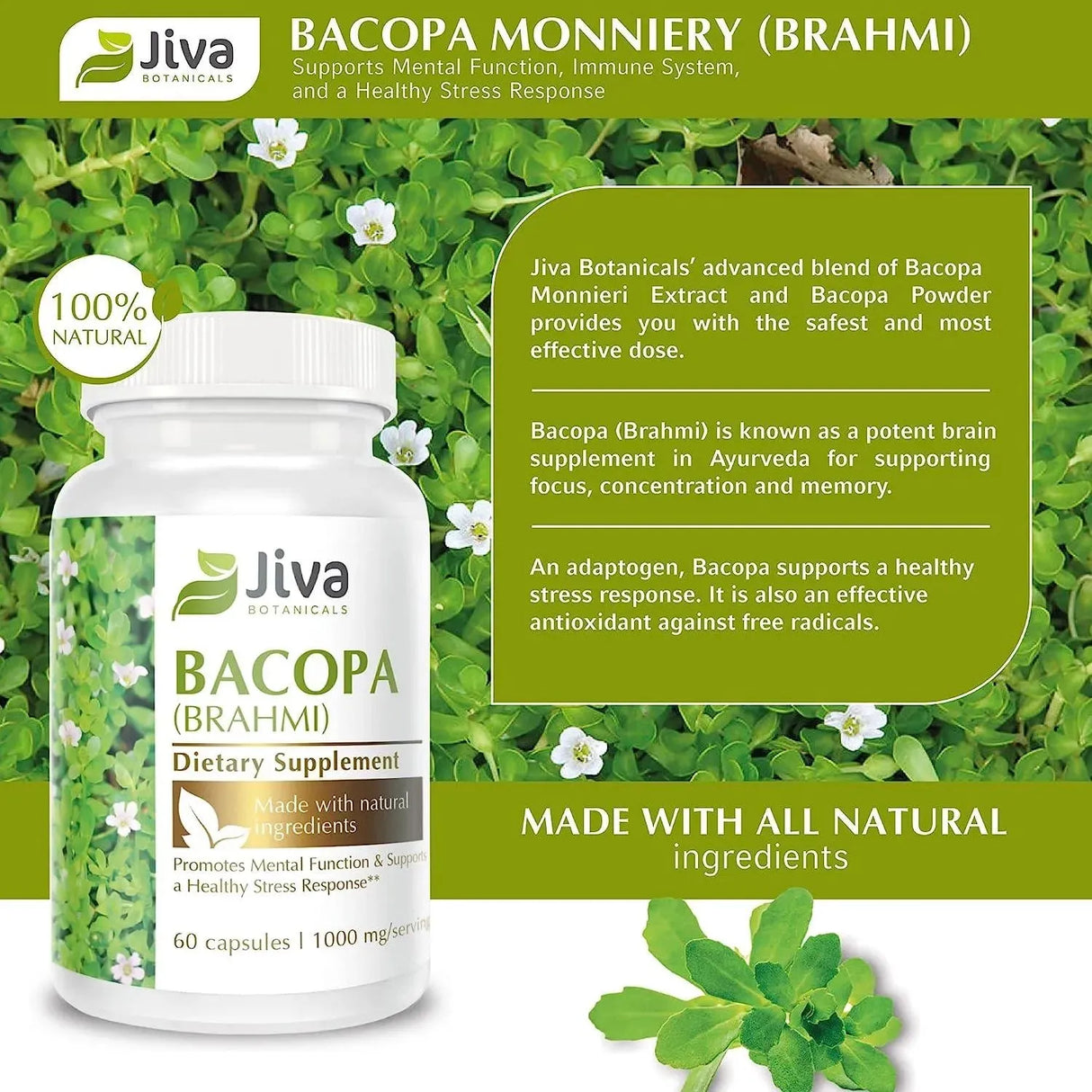 JIVA BOTANICALS - Jiva Botanicals Bacopa Monnieri/Brahmi 300Mg. 60 Capsulas - The Red Vitamin MX - Suplementos Alimenticios - {{ shop.shopifyCountryName }}