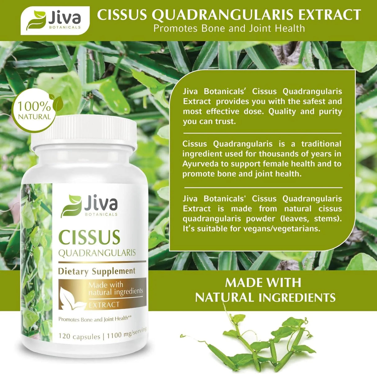 JIVA BOTANICALS - Jiva Botanicals Cissus Quadrangularis 1100Mg. 120 Capsulas - The Red Vitamin MX - Suplementos Alimenticios - {{ shop.shopifyCountryName }}