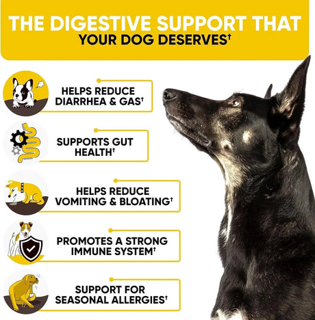 KINPUR PET CARE - Kinpur Pet Care Probiotics for Dogs 180 Masticables - The Red Vitamin MX - Probióticos Para Perros - {{ shop.shopifyCountryName }}