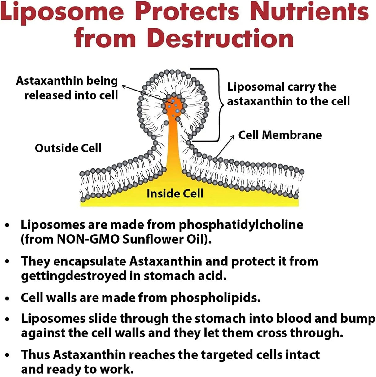 LIPOSOMAL - Liposomal Astaxanthin Supplement 24Mg. 60 Capsulas Blandas - The Red Vitamin MX - Suplementos Alimenticios - {{ shop.shopifyCountryName }}