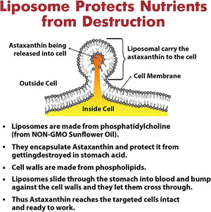 LIPOSOMAL - Liposomal Astaxanthin Supplement 24Mg. 60 Capsulas Blandas - The Red Vitamin MX - Suplementos Alimenticios - {{ shop.shopifyCountryName }}