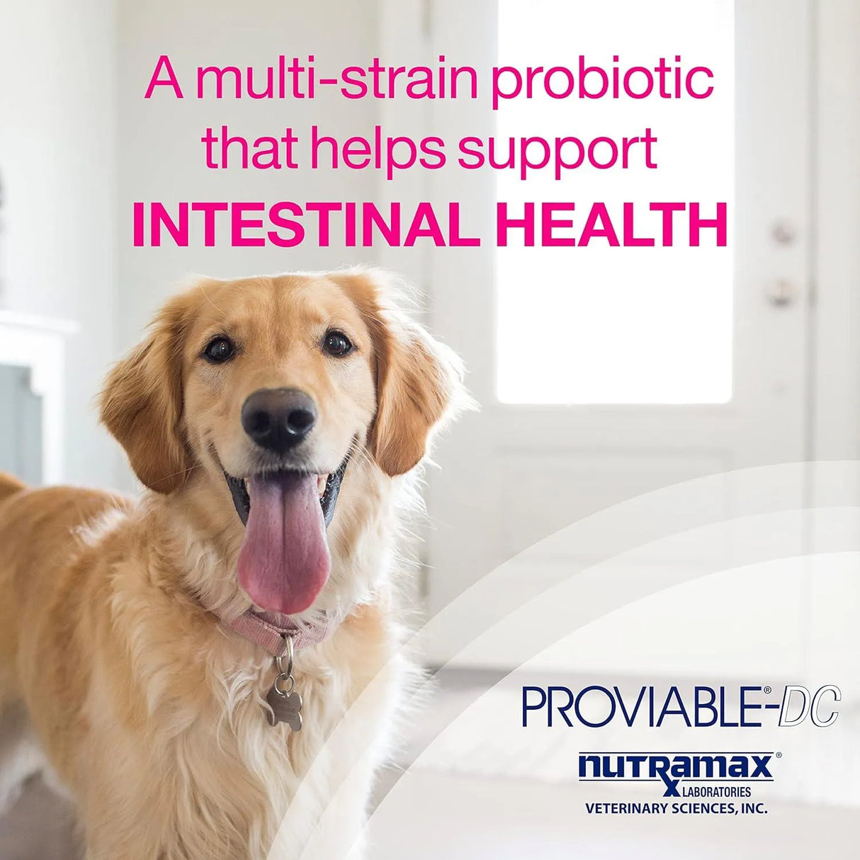 NUTRAMAX - Nutramax Laboratories Proviable Digestive Health for Dogs 60 Tabletas Masticables - The Red Vitamin MX - Probióticos Para Perros - {{ shop.shopifyCountryName }}