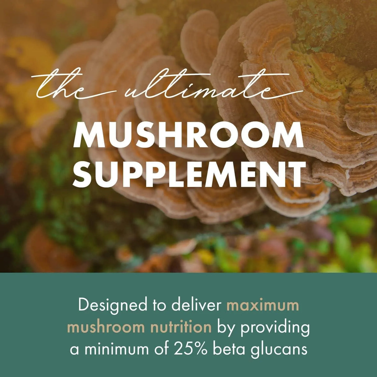 PURE ESSENTIALS - PURE ESSENCE LABS Organic Turkey Tail 4X Mushroom Extract 30 Capsulas - The Red Vitamin MX - Suplementos Alimenticios - {{ shop.shopifyCountryName }}