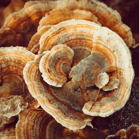 PURE ORIGINAL INGREDIENTS - Pure Original Ingredients Turkey Tail Mushroom Powder 453Gr. - The Red Vitamin MX - Suplementos Alimenticios - {{ shop.shopifyCountryName }}