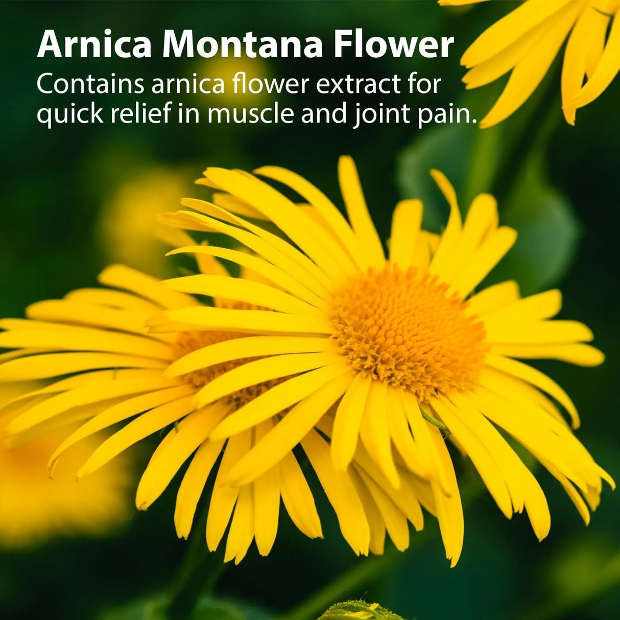 SANAR NATURALS - Sanar Naturals Arnica Roll On 3 Oz. - The Red Vitamin MX - Suplementos Alimenticios - {{ shop.shopifyCountryName }}