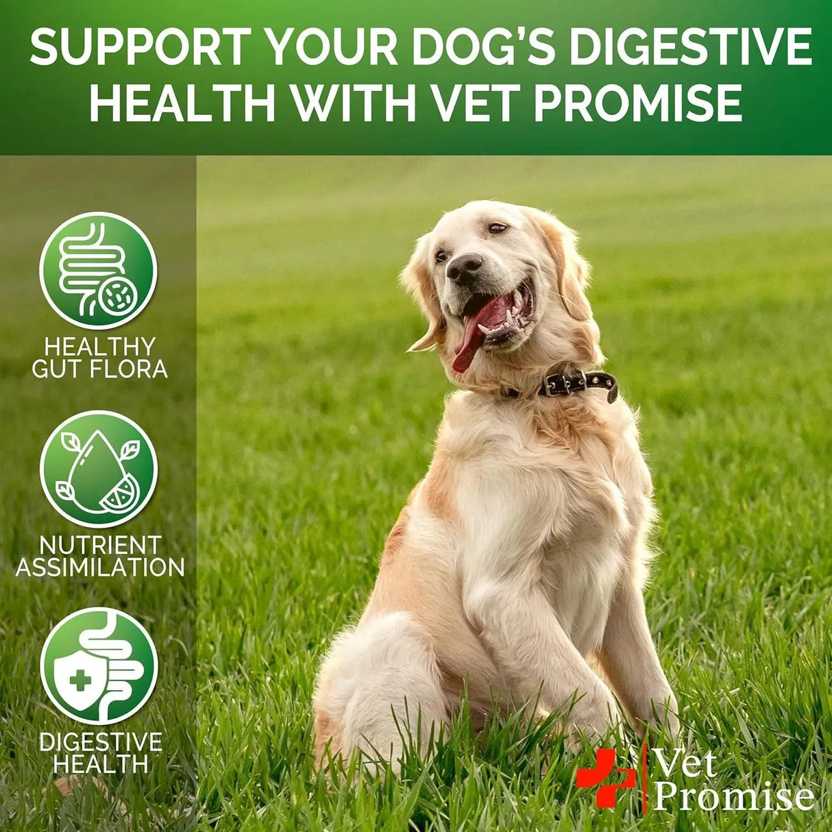 VET PROMISE - Vet Promise Probiotics for Dogs 120 Masticables - The Red Vitamin MX - Probióticos Para Perros - {{ shop.shopifyCountryName }}