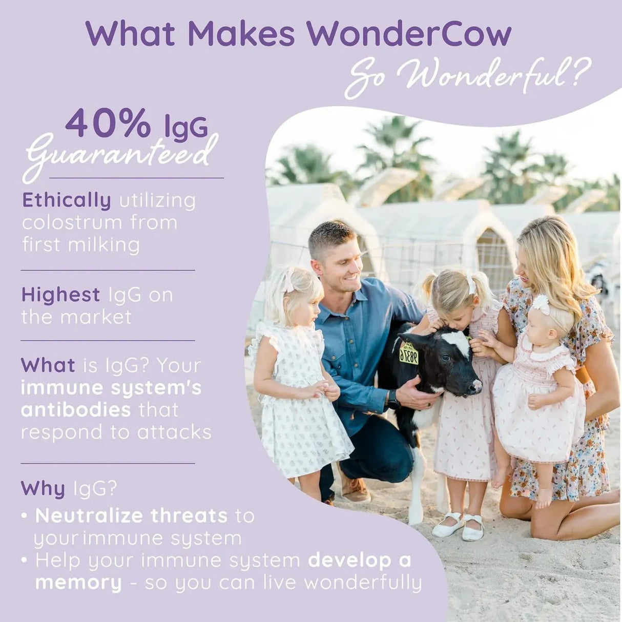 WONDERCOW - Wondercow Colostrum Powder Supplement Elderberry 120Gr. - The Red Vitamin MX - Suplementos Alimenticios - {{ shop.shopifyCountryName }}